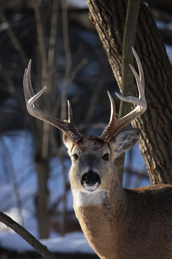 Whitetail Buck #22 Photograph by Brook Burling