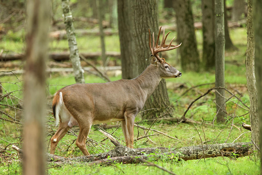 Whitetail Deer #22 Photograph by Brook Burling
