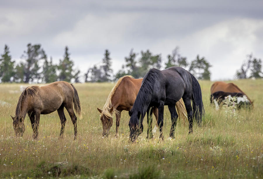 Wild Horses #22 Photograph by Laura Terriere