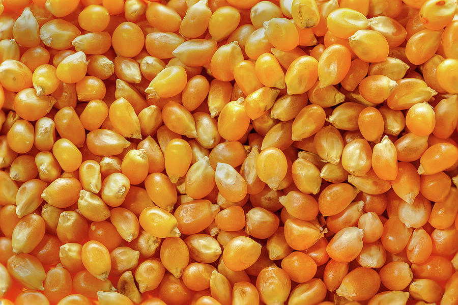 Popcorn kernels Photograph by Peter Pauer