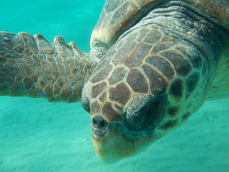 Sea Turtle Caretta - Caretta Zakynthos Island Greece Photograph by ...