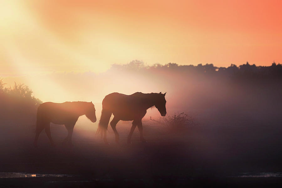 New Forest - England #222 Photograph by Joana Kruse