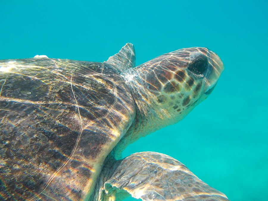 Sea Turtle Caretta - Caretta Zakynthos Island Greece Photograph by ...