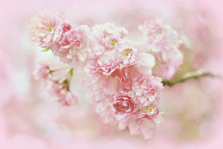 Gentle Blossom  Photograph by Jessica Jenney
