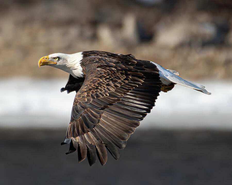 Bald Eagle #23 Photograph by Alan Moore Bald Eagle #23 Photograph by Alan Moore