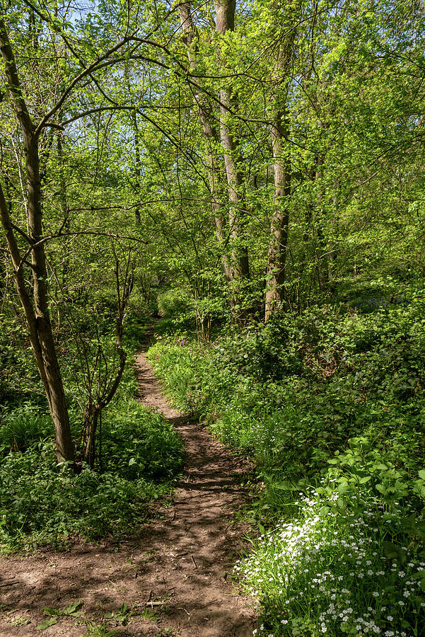 Bluebell woods #23 Photograph by Gary Eason