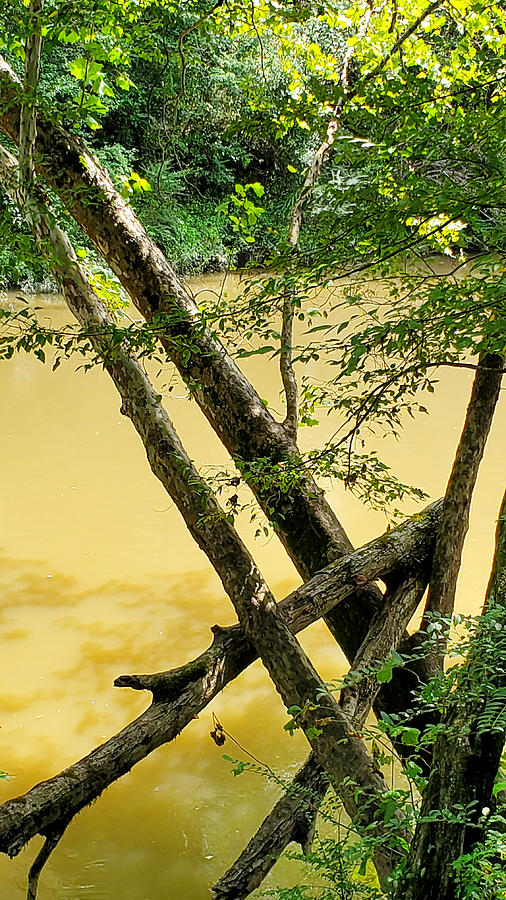 Cahaba River Walk Park #23 Photograph by Kenny Glover