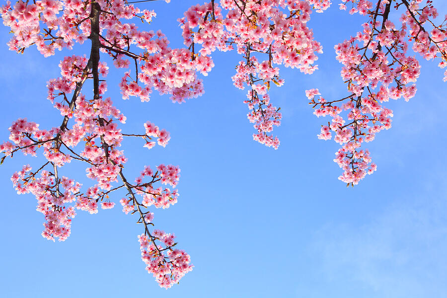 Cherry blossoms #23 Photograph by SHOSEI/Aflo