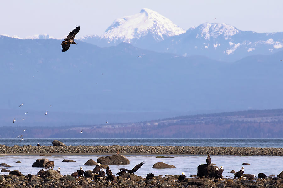 23 Eagles on Goose Spit - Comox British Columbia Photograph by Peggy Collins