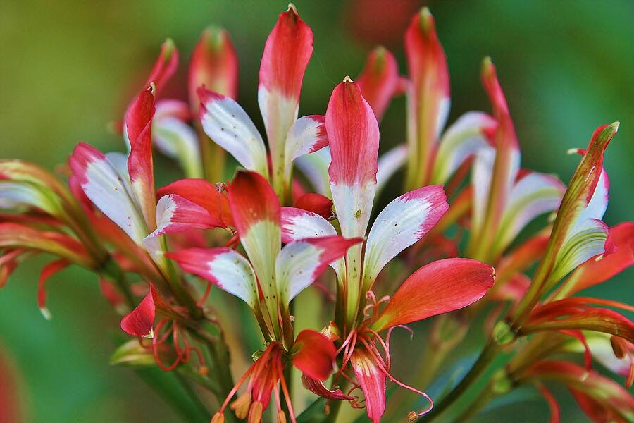 Flower #23 Photograph by John Walsh Flower #23 Photograph by John Walsh