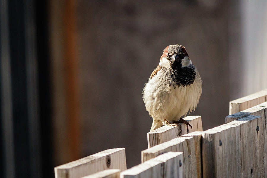 House Sparrow on a fence #23 Photograph by SAURAVphoto Online Store