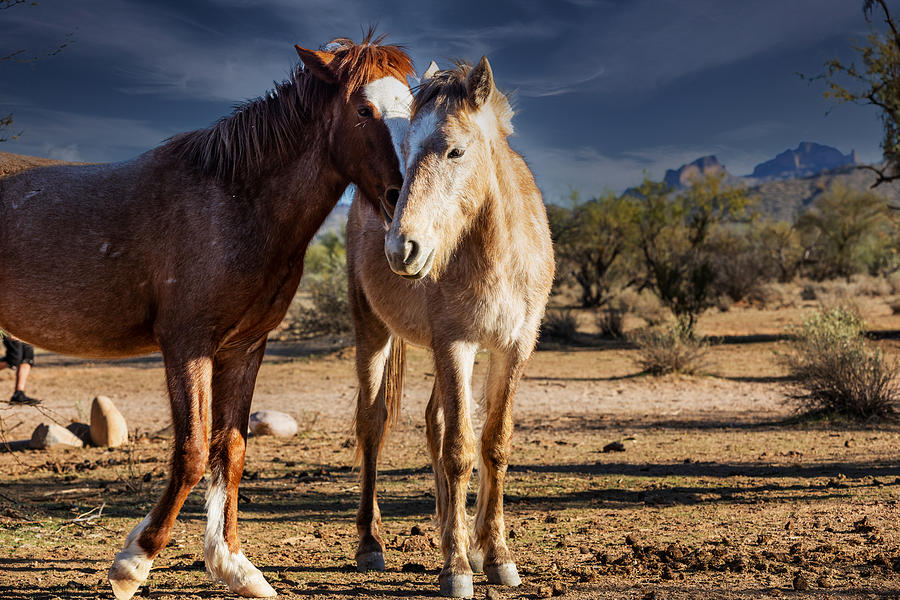 Salt River, Arizona Wild Horses Photograph By Al Ungar | Pixels