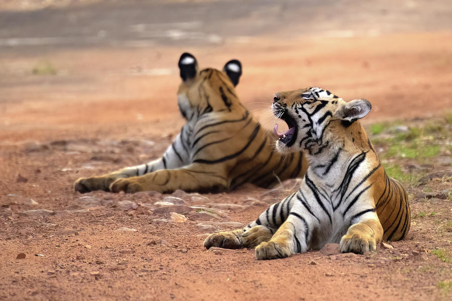 Tiger of Tadoba #23 Photograph by Kiran Joshi