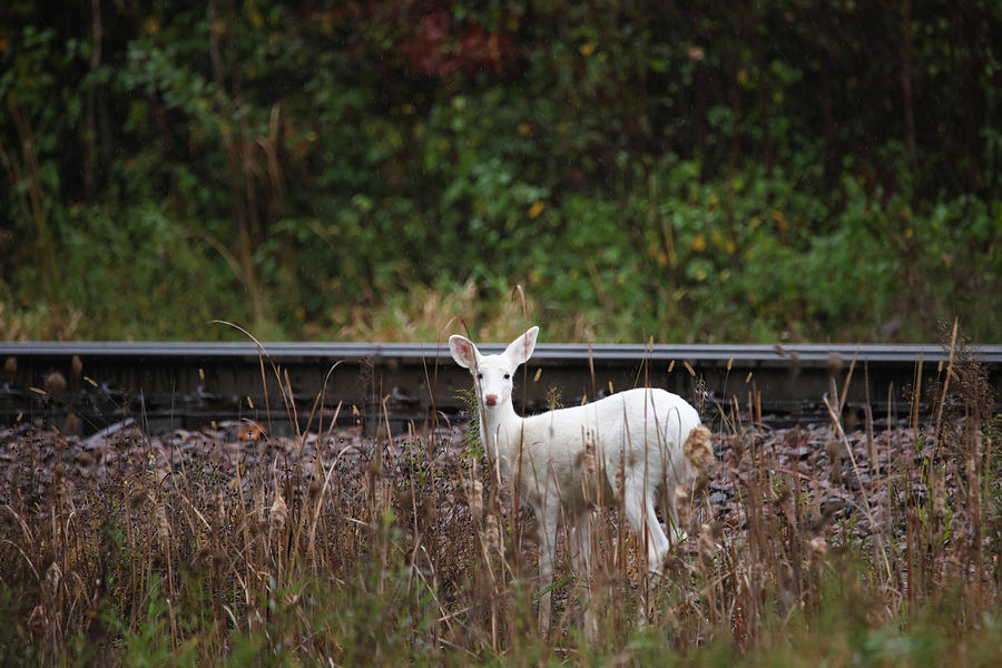 White Deer #23 Photograph by Brook Burling