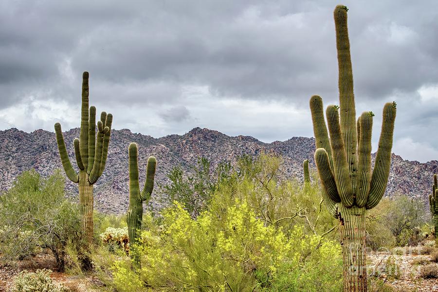 White Tank Mountain State Park Near Phoenix Arizona #23 Photograph by Kenneth Roberts
