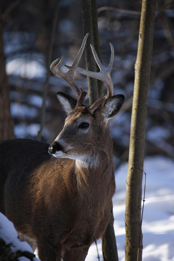Whitetail Buck #23 Photograph by Brook Burling