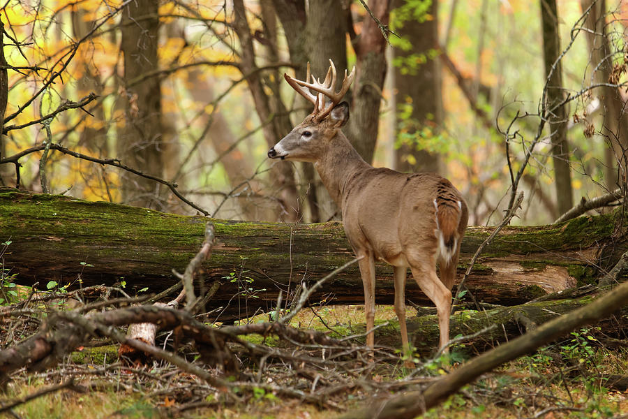 Whitetail Deer #23 Photograph by Brook Burling