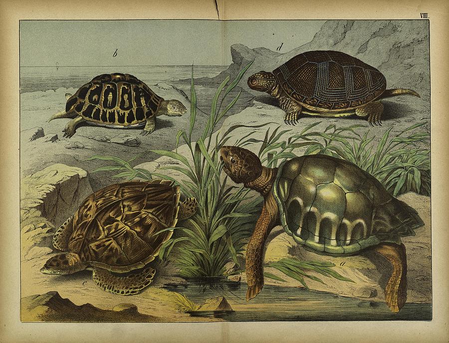 Vintage Turtle and Tortoise illustrations Mixed Media by Beautiful ...