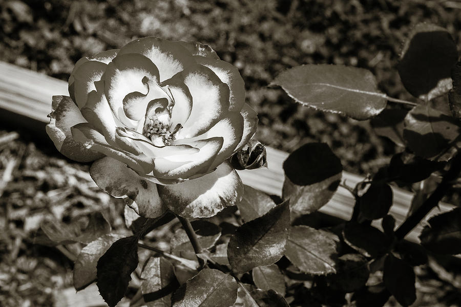 Flower Photograph - 23.2024-1 Nicole Carol Miller Rose Black and White #232024 by M K Miller