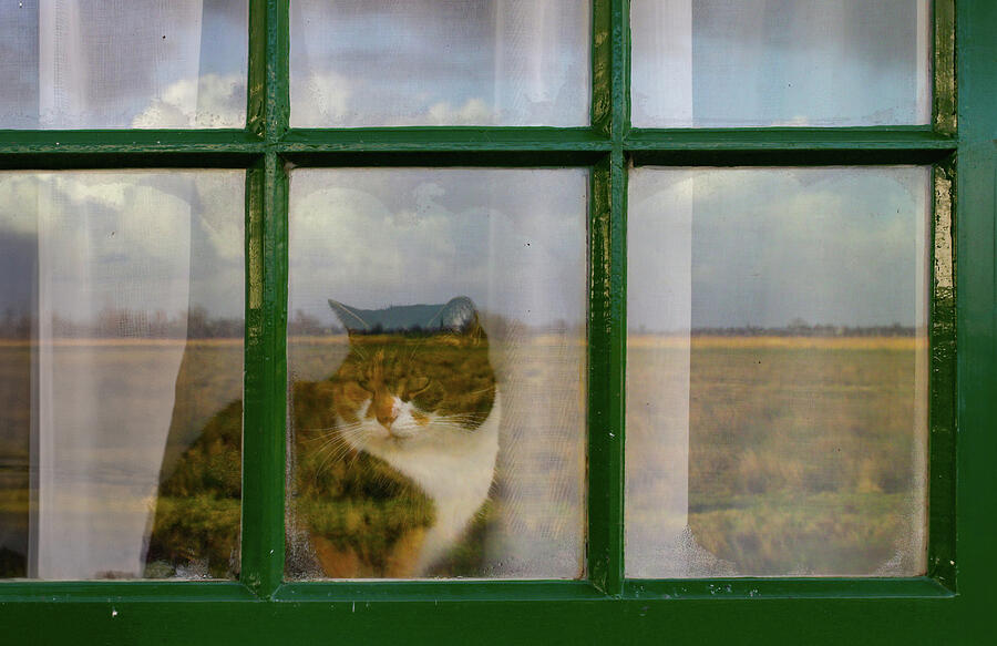 Amsterdam Photograph - The Windmill Cat by Norma Brandsberg