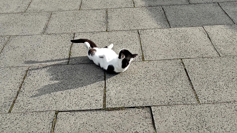 SOUTHPORT. Cat On The Pavement. Photograph by Lachlan Main