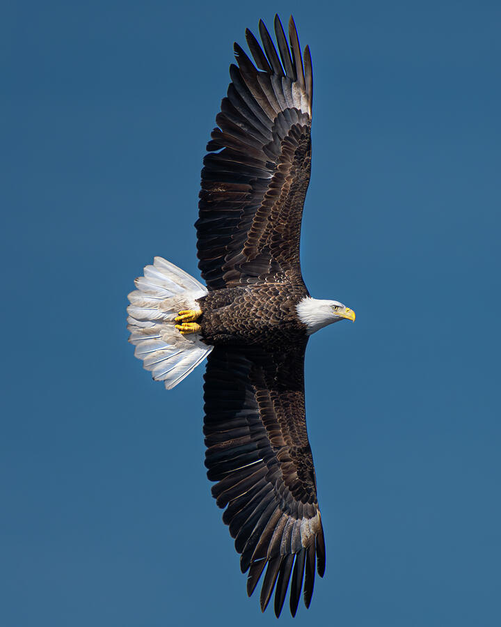 Bald Eagle #24 Photograph by Alan Moore Bald Eagle #24 Photograph by Alan Moore