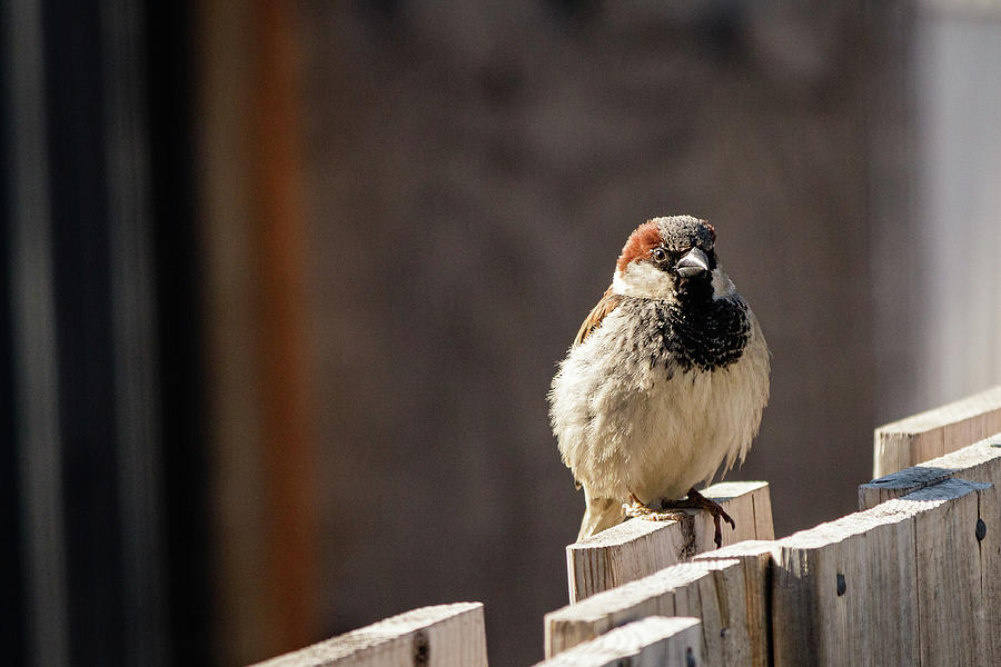 House Sparrow on a fence #24 Photograph by SAURAVphoto Online Store