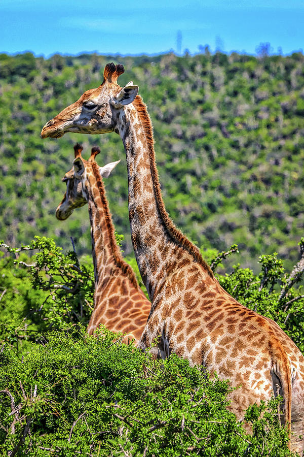 Kariega Game Reserve South Africa #24 Photograph by Paul James Bannerman