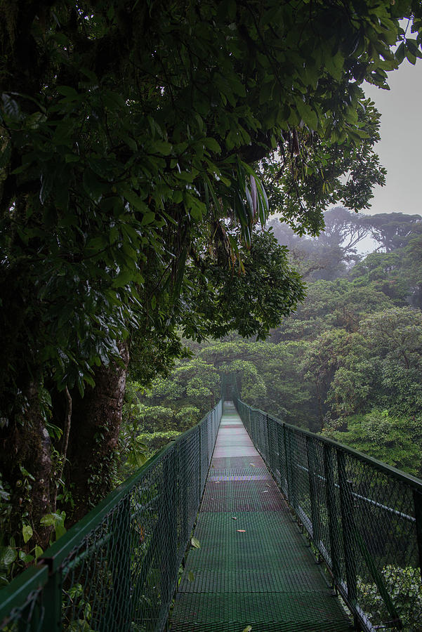 Monteverde Hanging Bridges Digital Art