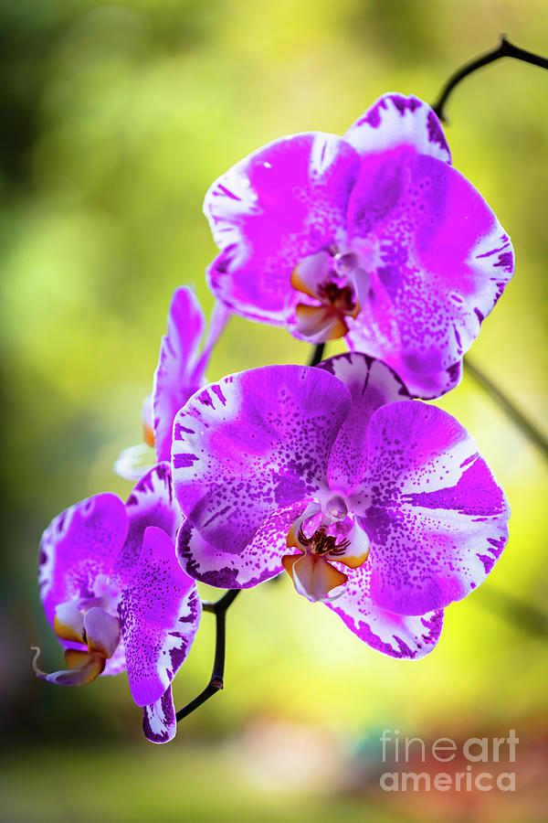 Purple Orchid Flowers Photograph by Raul Rodriguez