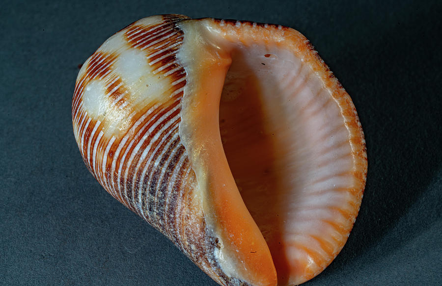 Sea Shells #24 Photograph by Tommy Farnsworth