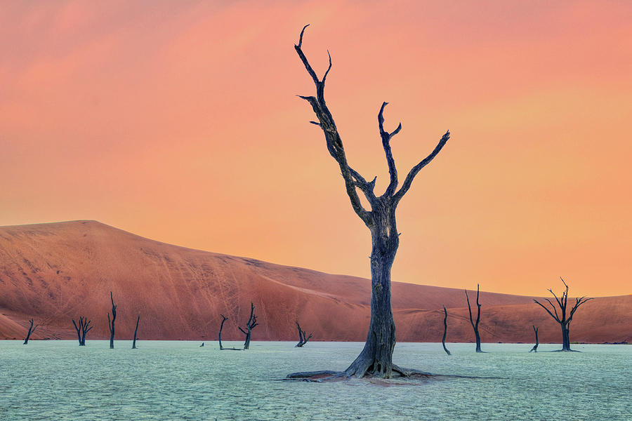 Sossusvlei - Winner Photocompetition themed Withered Photograph by Joana Kruse