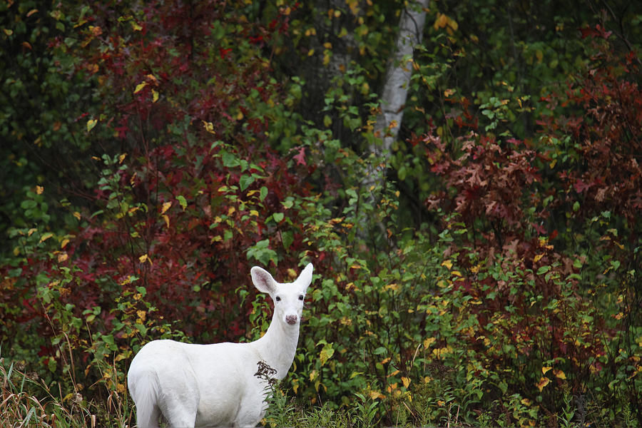 White Deer Photograph by Brook Burling