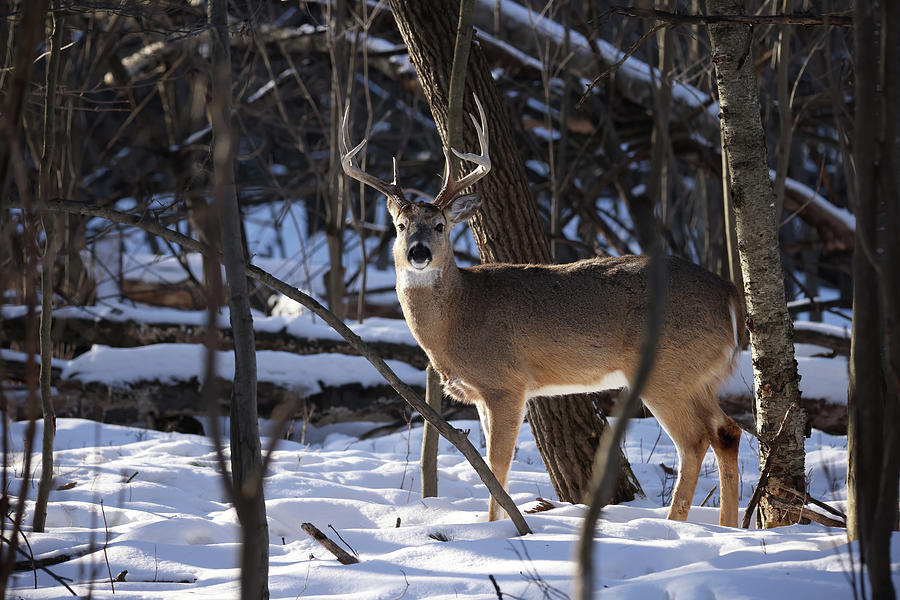 Whitetail Buck #24 Photograph by Brook Burling