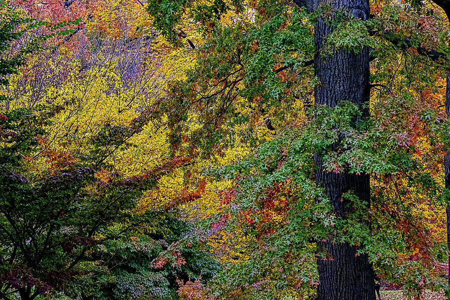 Fall Foliage Photograph