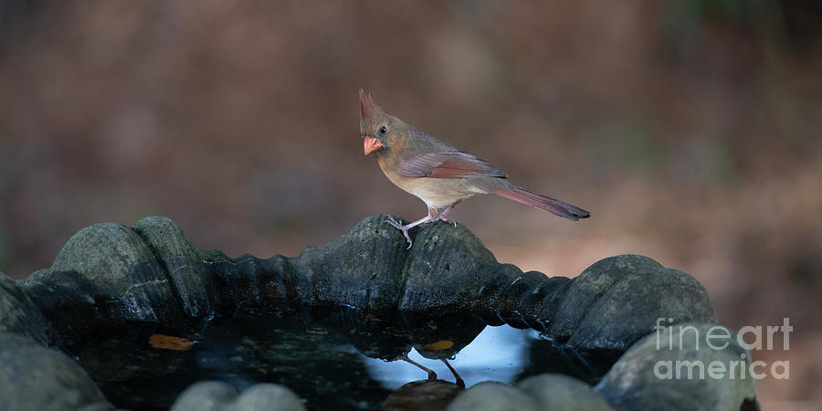 Fresh Water - Northern Red Cardinal - Female Photograph