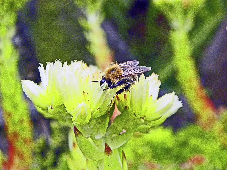 SOUTHPORT. Botanical Gardens Churchtown. Feeding Bee. Photograph by Lachlan Main