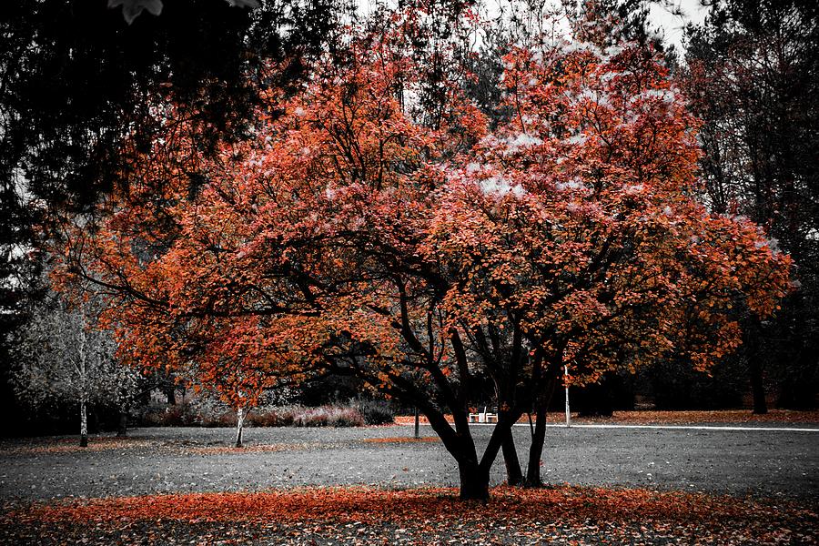 Autumn #25 Photograph by Robert Grac