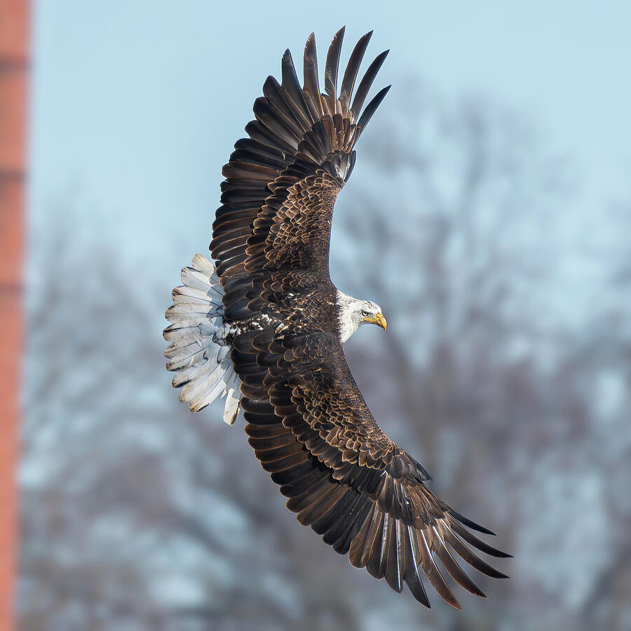 Bald Eagle #25 Photograph by Alan Moore Bald Eagle #25 Photograph by Alan Moore