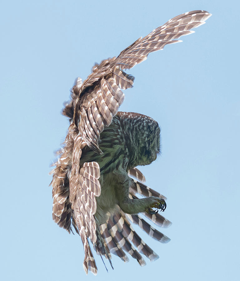 Formidable Talons  Photograph by Puttaswamy Ravishankar