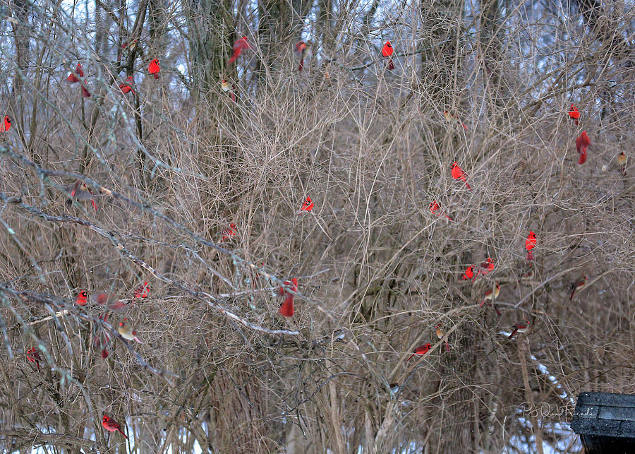 Cardinals Galore #25 Photograph by PJQandFriends Photography