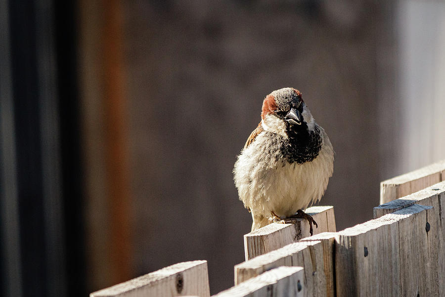 House Sparrow on a fence #25 Photograph by SAURAVphoto Online Store