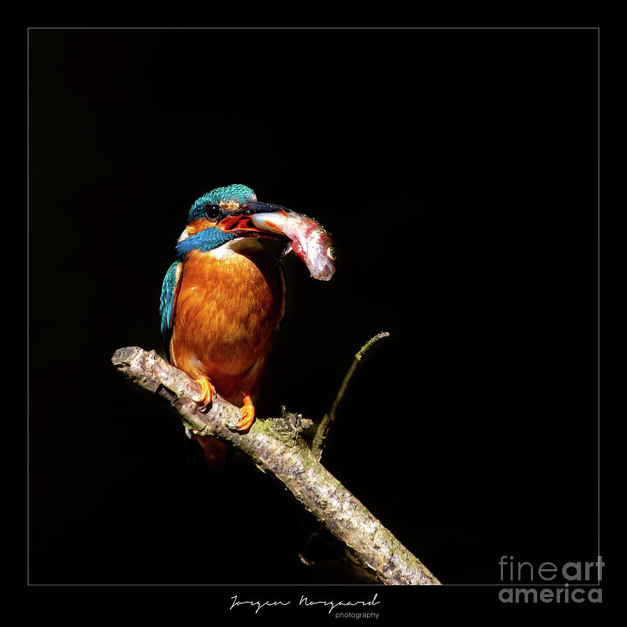 Kingfisher #25 Photograph by Jorgen Norgaard
