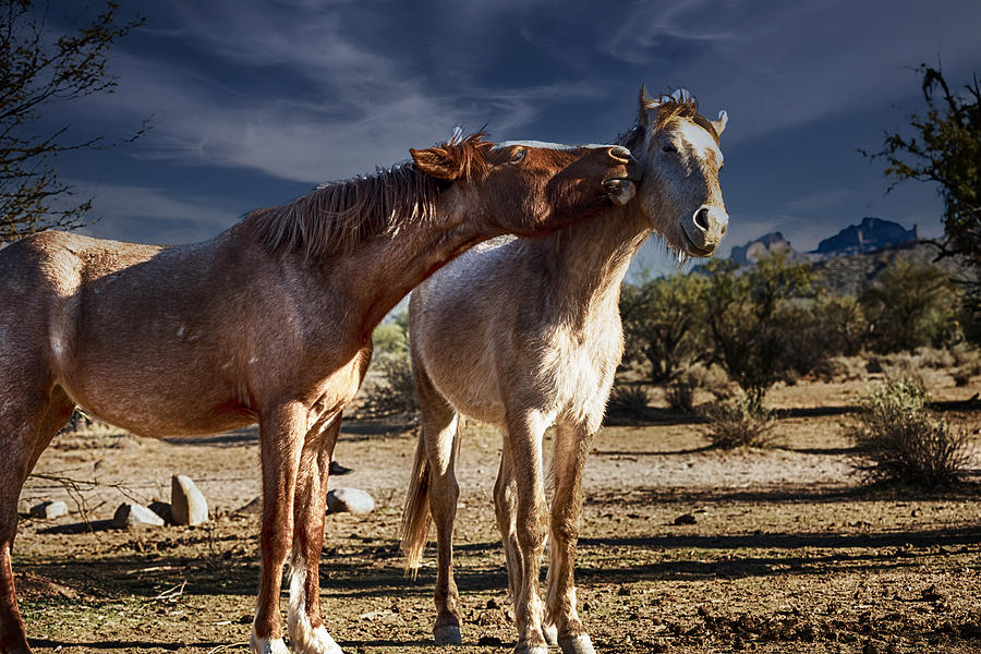 Salt River, Arizona Wild Horses #43 Photograph by Al Ungar