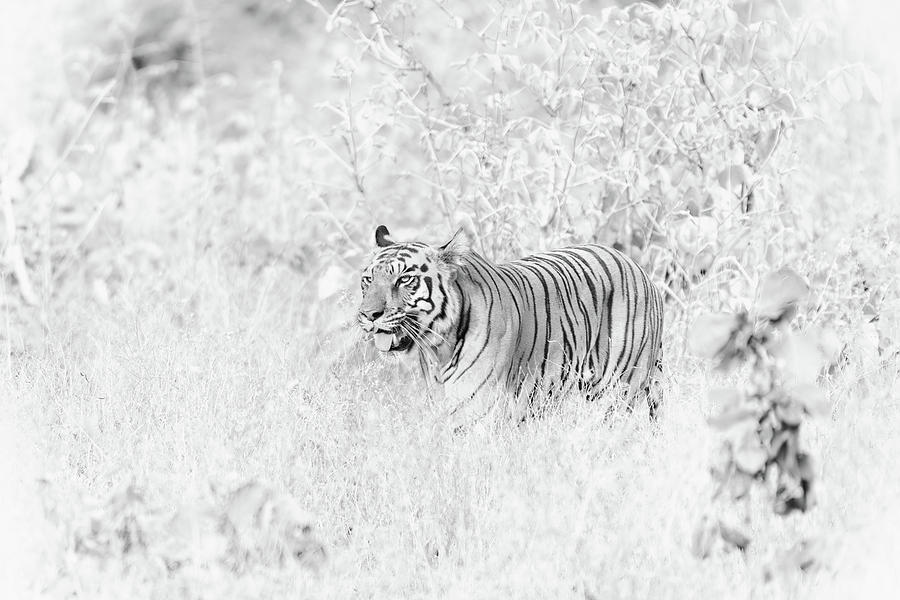 Tiger of Tadoba #25 Photograph by Kiran Joshi