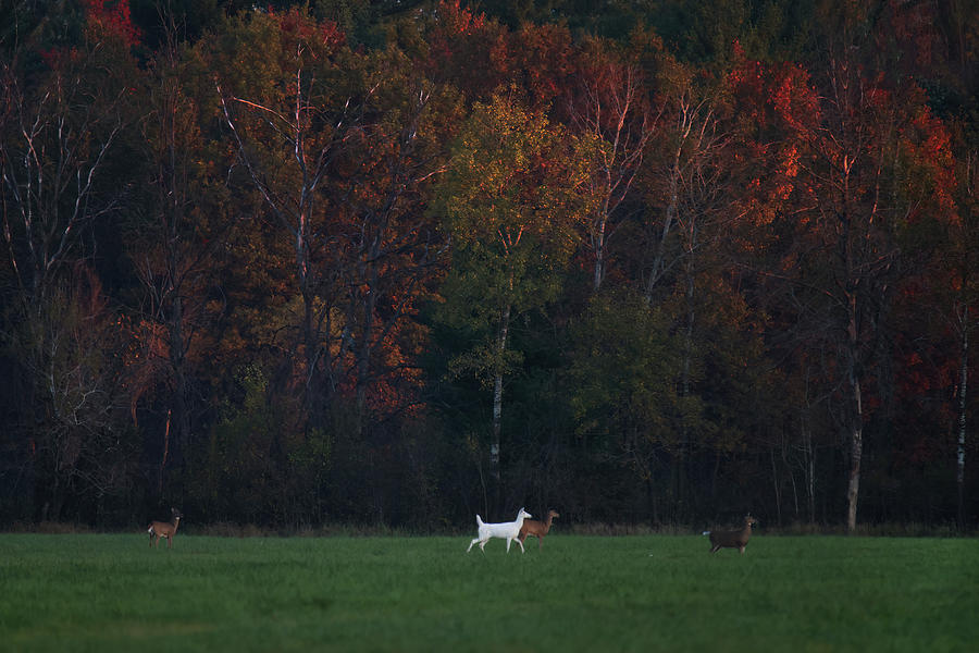 White Deer #25 Photograph by Brook Burling