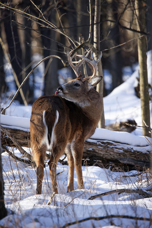 Whitetail Buck #25 Photograph by Brook Burling