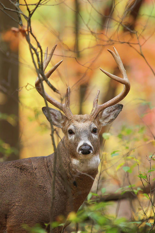 Whitetail Deer #25 Photograph by Brook Burling