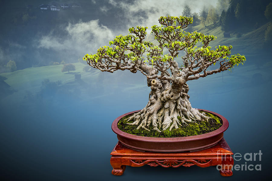 Bonsai Photograph by Cuong Nguyen Duy Fine Art America