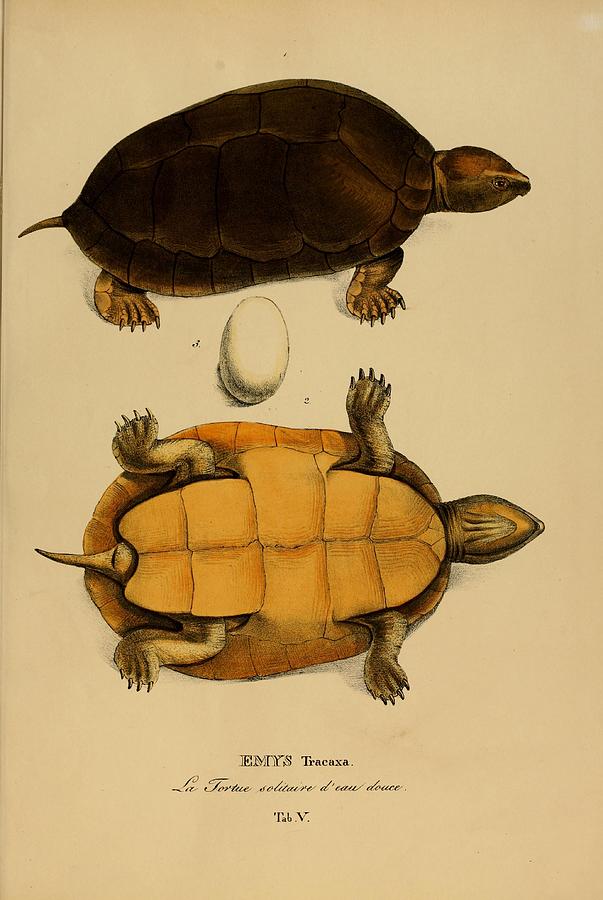 Vintage Turtle and Tortoise illustrations Mixed Media by Beautiful ...